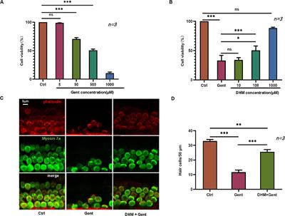 Dihydromyricetin Protects Against Gentamicin-Induced Ototoxicity via PGC-1α/SIRT3 Signaling in vitro